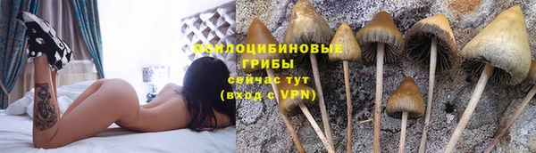 ГАЛЛЮЦИНОГЕННЫЕ ГРИБЫ Арсеньев