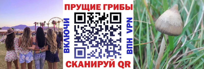 OMG ссылка  Рославль  Галлюциногенные грибы GOLDEN TEACHER 